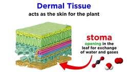 Types of Plant Tissues Instructional Video