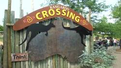 These Kangaroos and Wallabies Have Cause People to Travel Thousands of Miles Just To Get a Peak Instructional Video