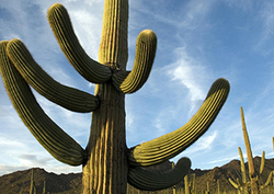 Adaptaciones de las plantas Instructional Video