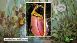 The Carnivorous Plants That Gave Up Meat for Poop Instructional Video