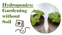 Hydroponics: Gardening Without Soil & Activity Instructional Video