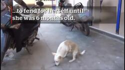 Abandoned legless dog finds home News Clip