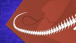 I WONDER - How Did The Diplodocus Defend Itself? Instructional Video