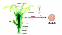 Phylum Cnidaria Part 2: Class Hydrozoa Instructional Video