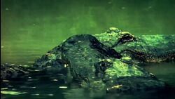 Crocodilian Behavior and Reproduction Instructional Video