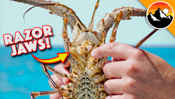 Sliced by a Spiny Lobster! Instructional Video