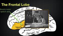 065 The Anatomy and Functions of the Frontal Lobe Instructional Video