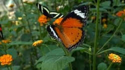 Butterfly Stock Footage