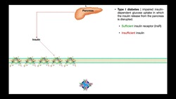 Type I vs Type II Diabetes EXPLAINED Instructional Video