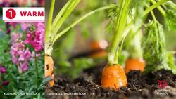 6 Things to Plant in May Instructional Video