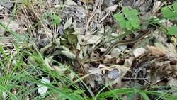 Acadia National Park - Garter Snake Slithering Instructional Video