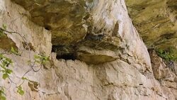 Wild bees nest in mountains, danger of allergic reaction to sting, ecology Stock Footage