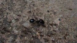 Black House Ant teamwork walking work in the nature Stock Footage