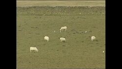 Cattle and sheep grazing in field News Clip