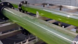 Alternative Protein Sources: Micro Algae and Cricket Flour Instructional Video