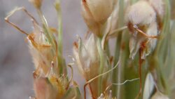 Sorghum: A Versatile Cereal Crop Instructional Video