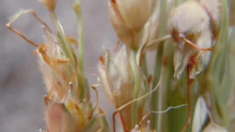 Sorghum: A Versatile Cereal Crop