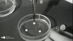 This Living Fossil May Have Saved Your Life News Clip