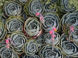 Plantas: tipos de plantas Instructional Video