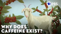 Why Does Caffeine Exist? Instructional Video