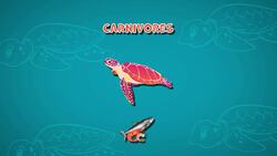 I WONDER - What Do Turtles Eat? Instructional Video