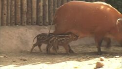 You Won’t Believe How Crazy These Piglets Get Playing With Their New Toys Instructional Video