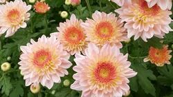 Chrysanthemums flower, , sometimes called mums or chrysanths, They are native to Asia and northeastern Europe. Most species originate from East Asia and the center of diversity is in China. Stock Footage