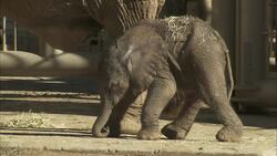 A Newborn Elephant Calf Learns How to Walk for the First Time Instructional Video