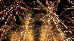 Neon Tree illumination Stock Footage