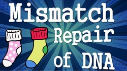 Mismatch Repair of DNA Instructional Video