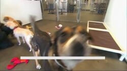 Top dog names of 2024 revealed: Charlie, Luna, and more News Clip