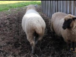 Making Observations: Using Your Senses Instructional Video