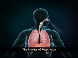 Respiratory System of Earthworm, Cockroach and Frog Instructional Video