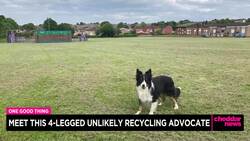 One Good Thing: Meet This 4-Legged Unlikely Recycling Advocate News Clip