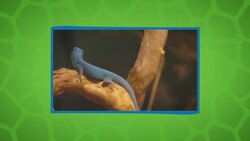 Some Interesting Things You Didn’t Know About the Electric Blue Gecko Instructional Video