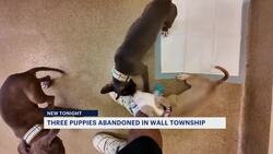 Officials continue searching for person who abandoned puppies in Allaire State Park Instructional Video