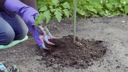 Hands loosen the ground with garden tools Stock Footage