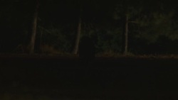 WIDE ANGLE OF RACCOON IN MIDDLE OF DARK ROAD OR HIGHWAY EATING. HEADLIGHTS FROM UNSEEN CAR SHINE ON ANIMAL. COULD BE FUTURE ROAD KILL. ROPE ATTACHED TO STUNT ANIMAL SEEN. Stock Footage