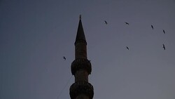 Seagulls fly against the backdrop of a mosque in Istanbul Stock Footage