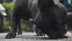 Senior Asian man feed food to french two bulldog. Concept: a parodist dog, favorite animals, true friends, a dog's pedigree, a friend's dog, a small wool, play Stock Footage