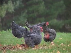 Genetics in Our Lives: Selective Breeding Instructional Video