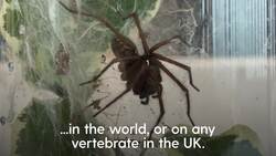 Noble false widow spider captures bat in the UK News Clip
