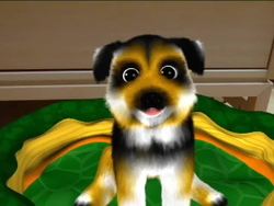 Introducing Yourself in German Instructional Video