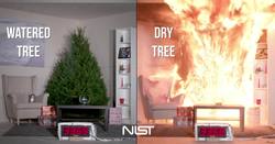 Christmas Tree Fire: Watered Tree vs. Dry Tree Instructional Video