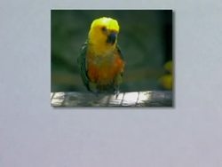 Animals, Birds & Fish: More pictures and names Instructional Video