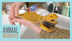 Keeping A Bearded Dragon Healthy | Femoral Pores | Instructional Video