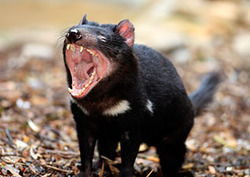 Tasmanian Devil Instructional Video