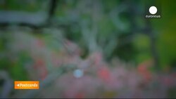 Postcards from Japan: Enjoying a Zen Buddhist meal News Clip