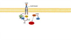 AKT Signaling Pathway: Regulation by the Insulin Signaling Cascade Instructional Video