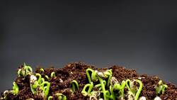 Germination: How Does A Seed Become A Plant? Instructional Video